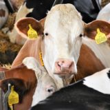 Možnosti zvyšování rentability výroby mléka v podmínkách precizního zemědělství