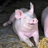 Kostelecké pracoviště chovu prasat Vás zve na mezinárodní workshop RESEARCH IN PIG BREEDING
